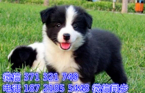 犬舍直销，哪里有宠物边境 ，精品小型中型大型犬狗狗瞻