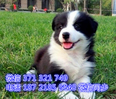 犬舍直销，哪里有宠物边境 ，精品小型中型大型犬