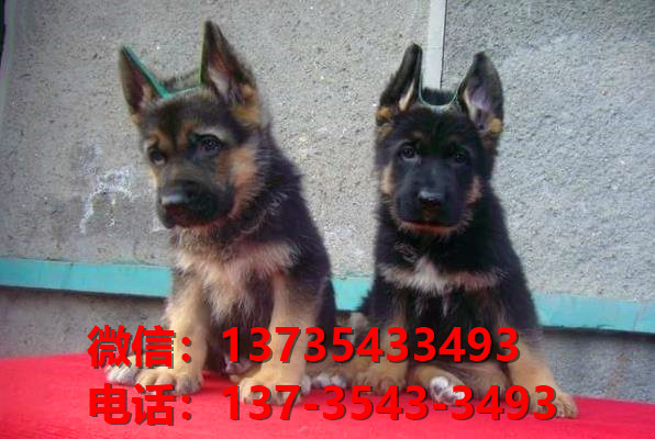 朔州宠物狗狗犬舍出售纯种边牧幼犬卖狗买狗地方有狗场