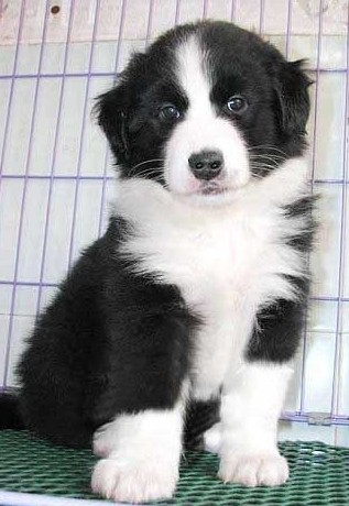 思茅买边牧 云南卖边牧 狗场纯种边牧出售