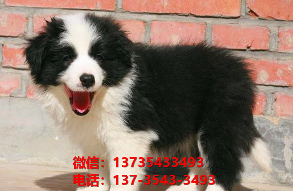 泰州宠物狗狗犬舍出售纯种边牧幼犬卖狗买狗的