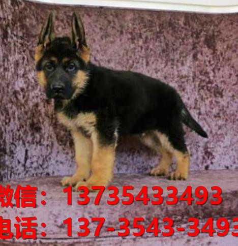 朔州宠物狗狗犬舍出售纯种边牧幼犬卖狗买狗地方有狗场