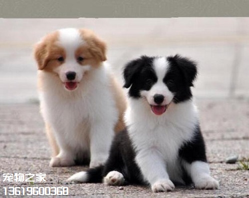 云南德宏本地出售边境牧羊犬瑞丽黑白色边牧小