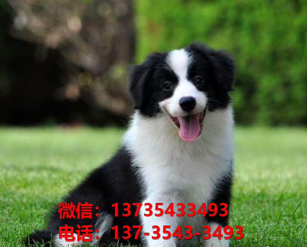 黄山宠物狗狗犬舍出售纯种边牧幼犬卖狗买狗地