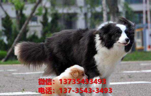 十堰宠物狗犬舍出售纯种边牧幼犬网上卖狗买狗地方在哪有狗市场