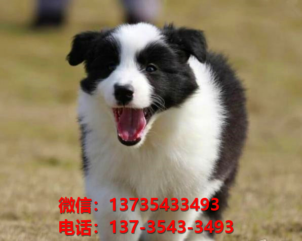 汕尾宠物狗犬舍出售纯种边境牧羊犬网上卖狗买