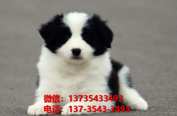 随州宠物狗犬舍领养纯种边牧犬卖狗买狗地方在
