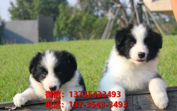 济源宠物狗犬舍出售纯种边牧犬卖狗买狗地方在