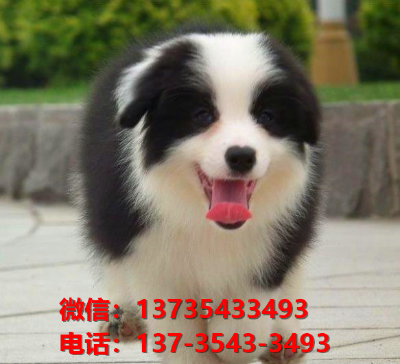 十堰宠物狗犬舍出售纯种边牧幼犬网上卖狗买狗