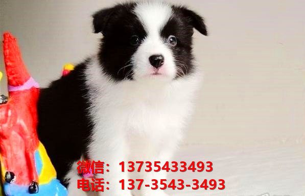 百色宠物狗犬舍出售纯种边牧幼犬网上卖狗买狗地方在哪有狗市场