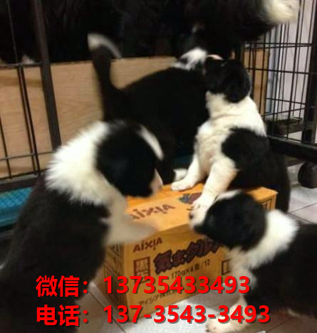武汉宠物狗犬舍出售纯种边境牧羊犬卖狗买狗网