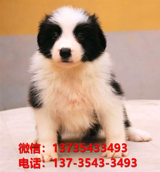 驻马店宠物狗犬舍出售纯种边牧犬卖狗买狗地方
