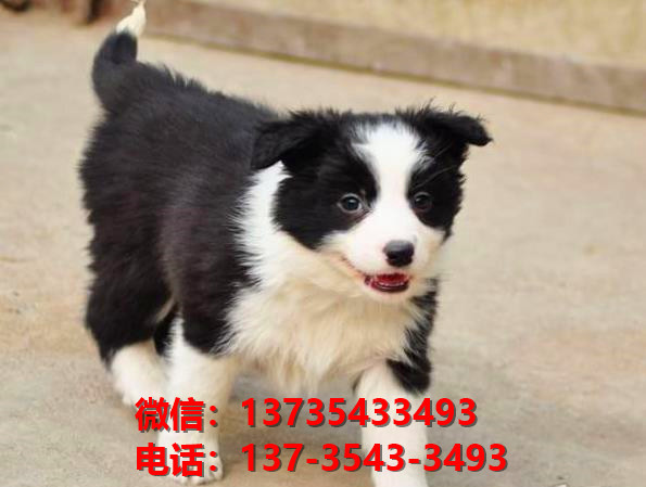 珠海犬舍深圳宠物狗狗领养纯种边牧幼犬卖狗买