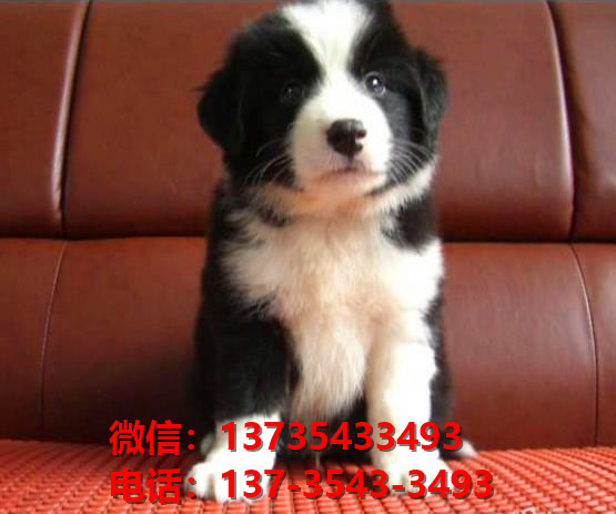 十堰宠物狗犬舍出售纯种边牧幼犬网上卖狗买狗地方在哪有狗市场