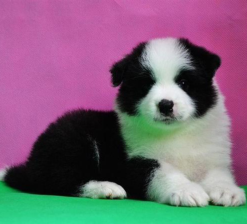 佛山哪里有卖边牧犬 佛山边牧犬一只多少钱 可送货