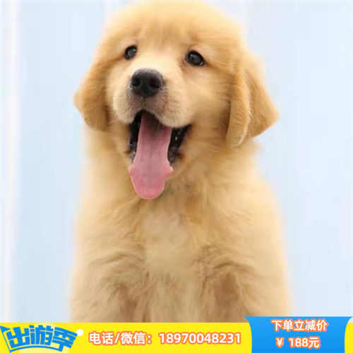 贵阳哪里有宠物店 贵阳本地出售纯种边境牧羊犬