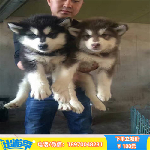 贵阳哪里有宠物店 贵阳本地出售纯种边境牧羊犬