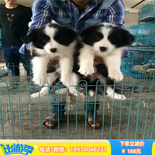 贵阳哪里有宠物店 贵阳本地出售纯种边境牧羊犬