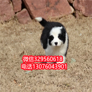 天津边牧幼犬出售 黑白色边境牧羊犬 边牧多少钱一只