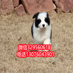 天津边牧幼犬出售 黑白色边境牧羊犬 边牧多少钱一只