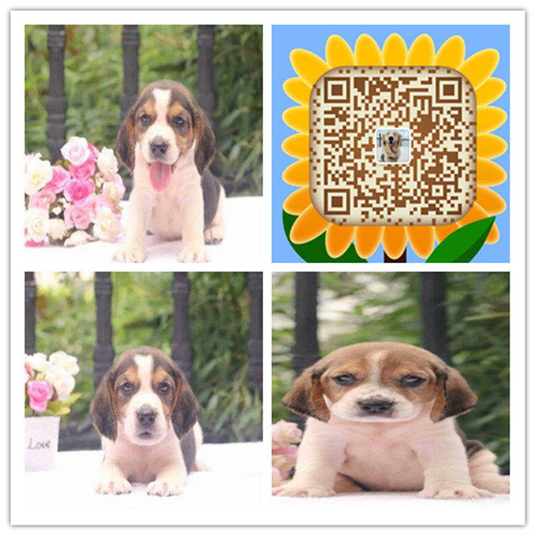 南京哪里有卖选狗的 南京哪里买狗有保障 南京