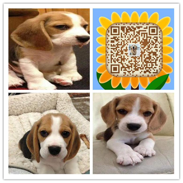 南京哪里有正规狗场 南京哪里买健康比格犬  