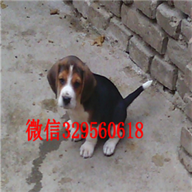 天津比格犬出售 比格犬多少钱