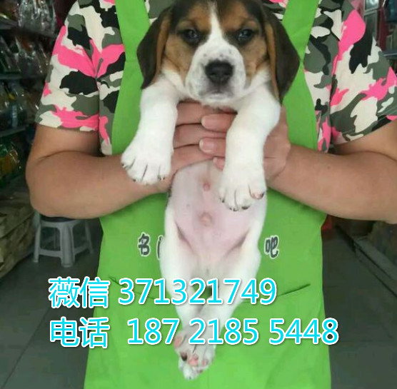 比格出售纯种幼犬小型犬 高端名犬 小型犬