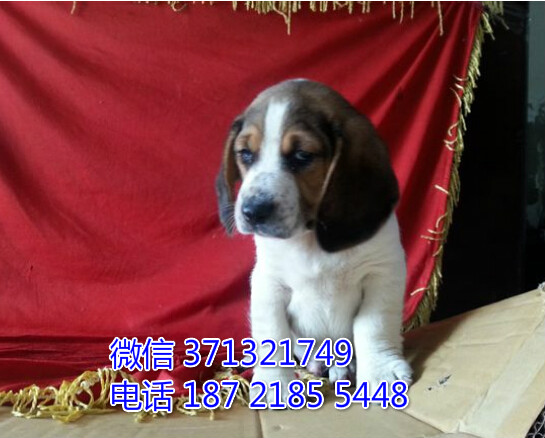 上海犬舍出售比格犬纯种幼犬 特价比格犬幼犬