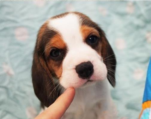 杭州宠物狗犬舍出售纯种比格犬哪里有狗市场卖