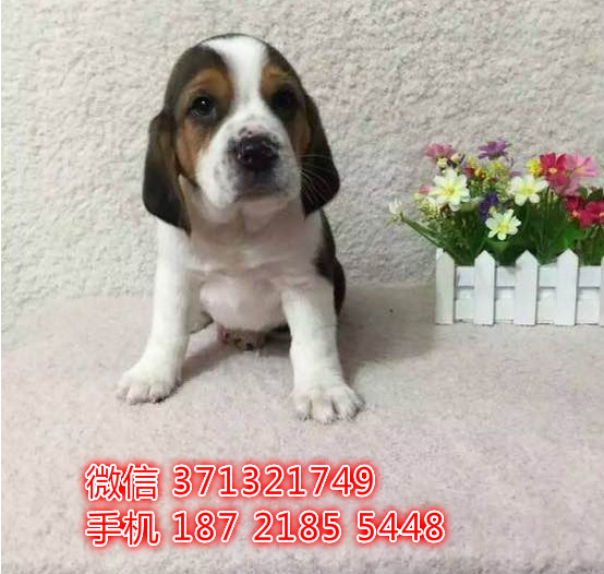 南京狗场出售 比格犬幼犬狗狗 南京犬舍狗场在