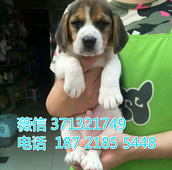 比格犬出售纯种幼犬 杭州比格犬狗狗 杭州犬舍