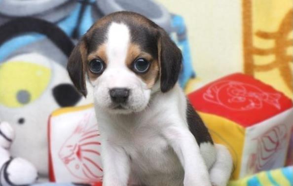 南京宠物狗犬舍出售纯种比格犬哪里有狗市场卖