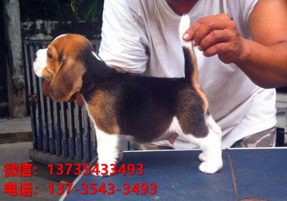 上海宠物狗狗犬舍出售纯种比格犬幼犬米格鲁猎