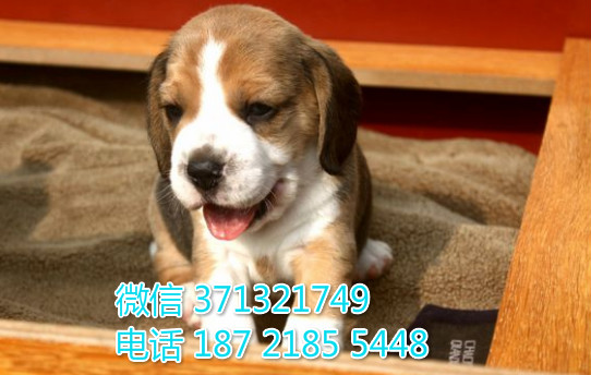 苏州狗狗 比格犬出售纯种幼犬 苏州犬舍全国发