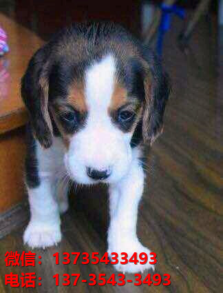 漳州宠物狗狗犬舍出售纯种比格犬幼犬米格鲁猎兔犬哪里有卖狗地方