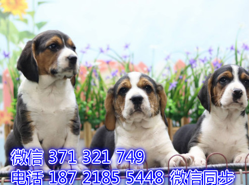 全国发货 上海比格犬出售纯种 上海犬舍 促销狗狗