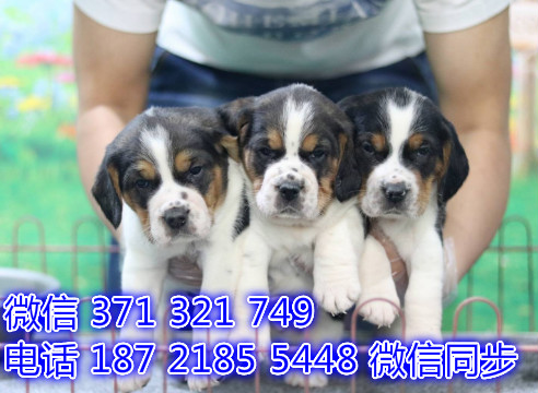 全国发货 上海比格犬出售纯种 上海犬舍 促销狗狗