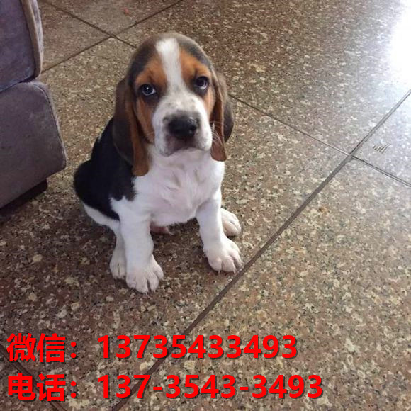 安康宠物狗狗犬舍出售纯种比格犬幼犬米格鲁猎