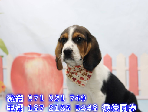 苏州全国发货 犬舍繁殖 比格犬出售纯种幼犬 