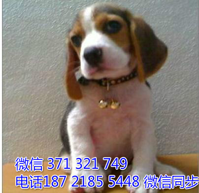 全国特惠比格犬纯种幼犬 支持上门 支持空运汽运 包健康吞