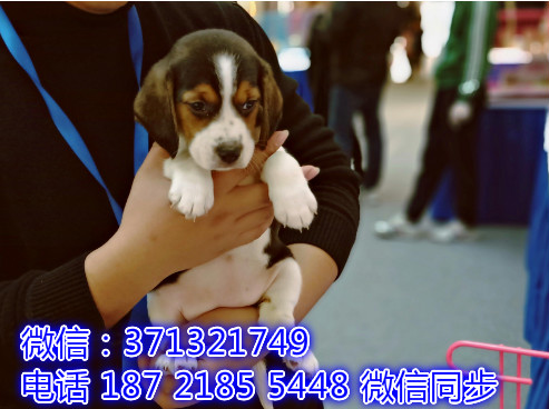 特价 比格犬出售纯种幼犬 专业繁殖专业发货 可上门看材