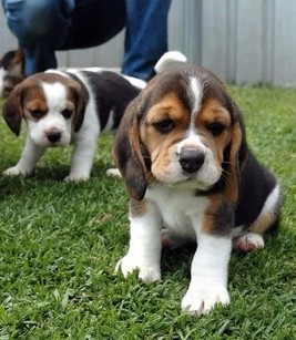 思茅买比格犬 普洱买比格犬 买纯种比格请进