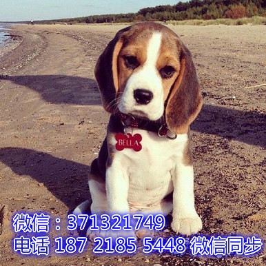 特价 比格犬出售纯种幼犬 专业繁殖专业发货 