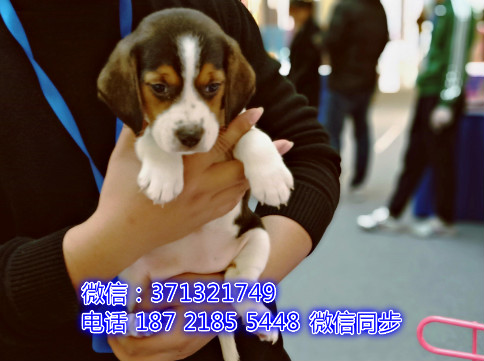 特价 比格犬出售纯种幼犬 专业繁殖专业发货 可上门看劫