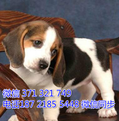 全国特惠比格犬纯种幼犬 支持上门 支持空运汽运 包健康蹦