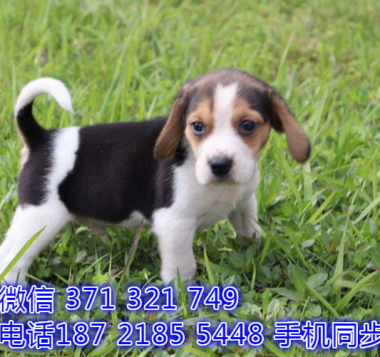 犬舍直销 特惠比格纯种幼犬 支持上门 宠物狗狗 宠物犬舍狗场孟