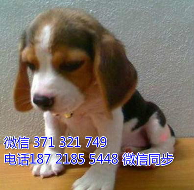 全国特惠比格犬纯种幼犬 支持上门 支持空运汽