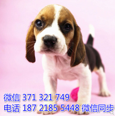 宠物市场 哪里有宠物比格，精品小型中型大型犬