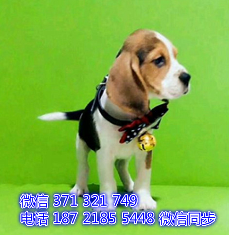 比格犬宠物买卖 宠物市场 宠物狗狗图片宠物网 芯